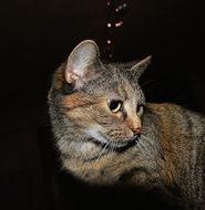 domestic cat at night