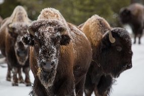 herd of bison in winter