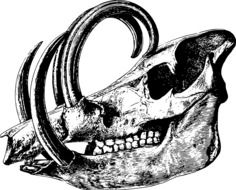 black and white drawing of a skull of a mammal