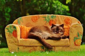 british shorthair cat on the sofa