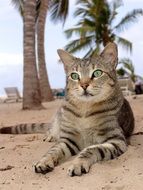 cat relaxing on the beach