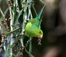 Green Parakeet, Feeding Bird on branch in wild