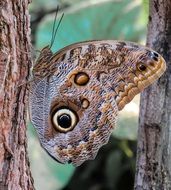 amazing butterfly on the tree trunk