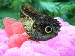 Peacock Butterfly with closed wings