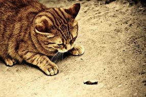 Portrait of young Pretty Cat