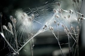 photo spider web on field plants