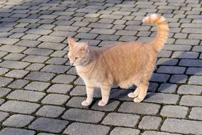 cute lovely Domestic Cat