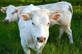 white cattle on a green pasture