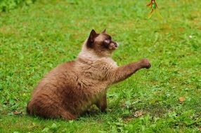 cat playing on the meadow