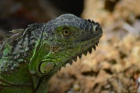 green iguana as wild fauna