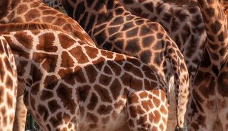 giraffe Fur, spotted background