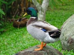 wild drake on the stone