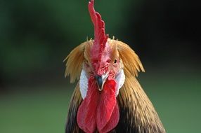 chicken head on blurred green background