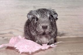 silver guinea pig with pink fabric