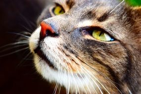 Close-up of the tiger