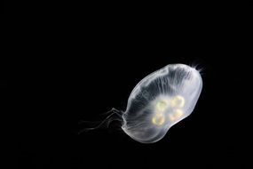 striking Jellyfish Sea