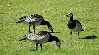 Canada Goose Branta
