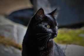 Portrait of domestic Black pet