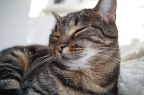portrait of a sleepy tom cat