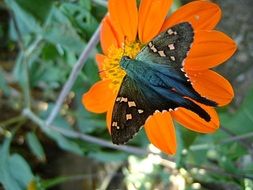 blue butterfly on an orange flower