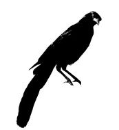 black Crow as a drawing