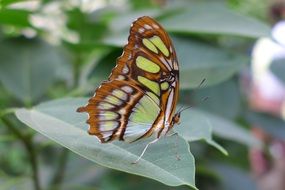 Brown Green Butterfly on green leaf