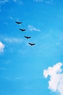 Four birds on the background of blue sky