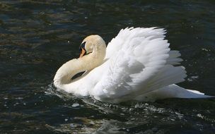 cute Swan