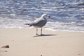 Seagull on the beach of North Sea