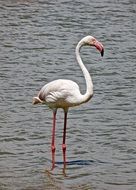 White flamingo in the water