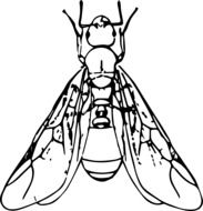 alate, winged ant drawing