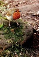 Robin sitting on stone at wild