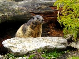 Marmot in a natural environment