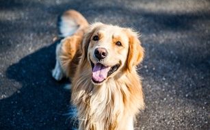 Animal portrait of golden retriever