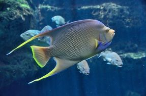 tropical fish in the aquarium
