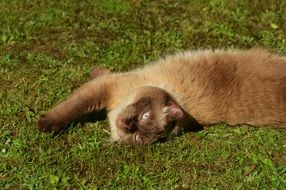 british shorthair cat basking in the sun