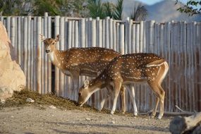 Deers near the fence