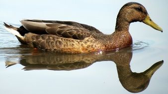 picture of the duck is swimming on a lake
