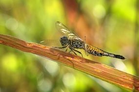 Grizzled pintail Dragonfly