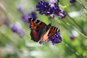 orange butterfly on the lavender