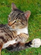 white-gray cat is resting in the garden