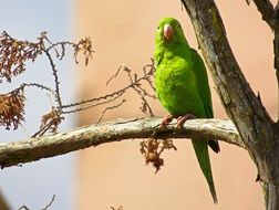 green tropical parrot on a tree in the park