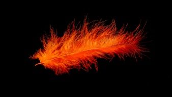 bright orange bird feather on a black background