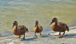 Wild ducks near water