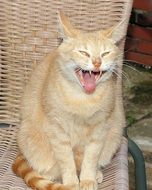 Funny Domestic kitty