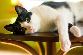 Cute white and black cat lying on the table