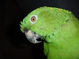 green amazone parrot on the black background