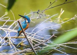kingfisher in the bush