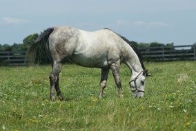 white horse grazing