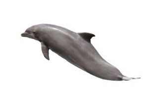 good smooth sea dolphin